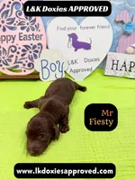 Mr Fiesty 785-821-1920, a male Miniature Dachshund for sale in Arapahoe, CO – Photo 6 of 10