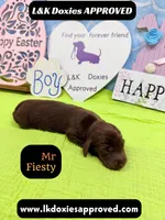 Mr Fiesty 785-821-1920, a male Miniature Dachshund for sale in Arapahoe, CO – Photo 7 of 10