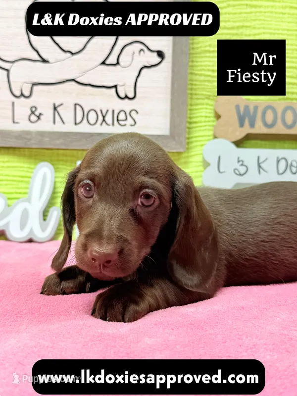 Mr Fiesty 785-821-1920❤️ – Miniature Dachshund puppy for sale in Arapahoe, CO