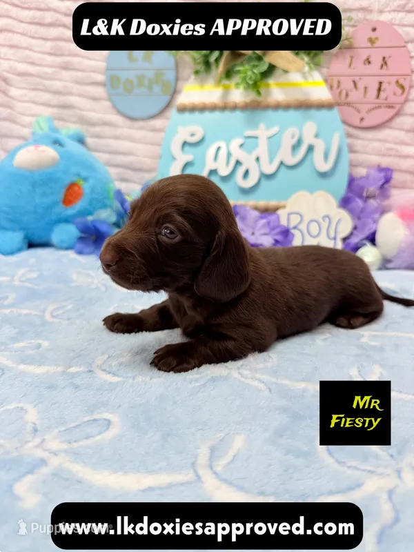Mr Fiesty 785-821-1920 – Miniature Dachshund puppy for sale in Arapahoe, CO