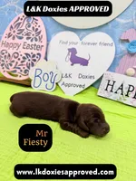 Mr Fiesty 785-821-1920, a male Miniature Dachshund for sale in Arapahoe, CO – Photo 3 of 10