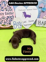 Mr Fiesty 785-821-1920, a male Miniature Dachshund for sale in Arapahoe, CO – Photo 5 of 10