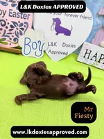 Mr Fiesty 785-821-1920, a male Miniature Dachshund for sale in Arapahoe, CO – Photo 10 of 10