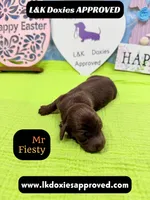 Mr Fiesty 785-821-1920, a male Miniature Dachshund for sale in Arapahoe, CO – Photo 2 of 10