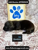 Mr Gambler SH , a male Miniature Dachshund for sale in Arapahoe, CO – 6 of 10
