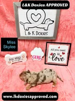 Miss Skylee Dapple LH , a female Miniature Dachshund for sale in Arapahoe, CO – 6 of 10