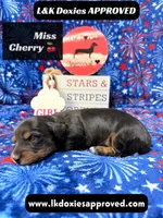 Miss Cherry 785-821-1920, a female Miniature Dachshund for sale in Arapahoe, CO – 3 of 10