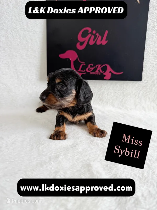 Miss Sybil 785-821-1920 – Miniature Dachshund puppy for sale in Arapahoe, CO
