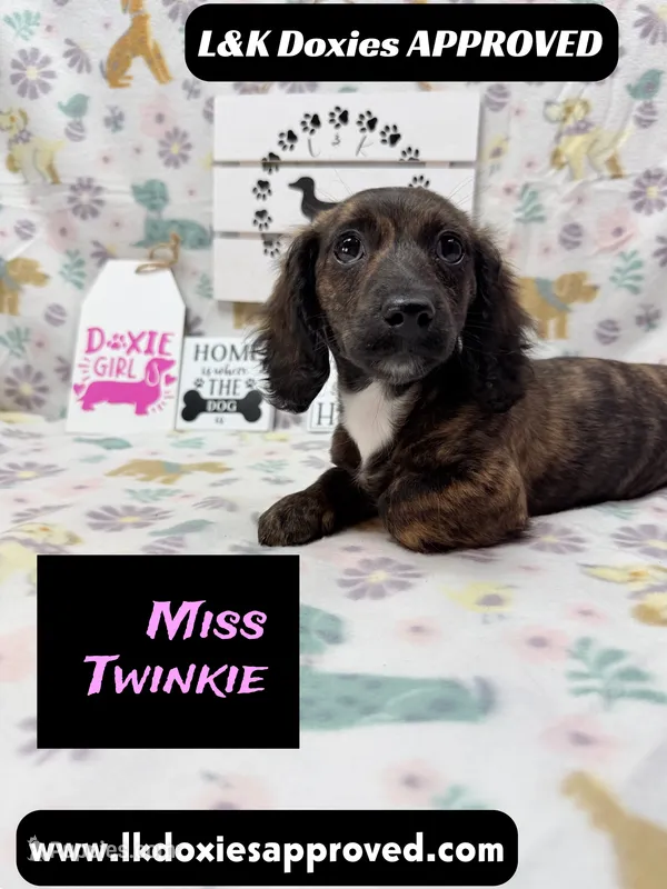 Miss Twinkie – Miniature Dachshund puppy for sale in Arapahoe, CO