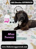 Miss Twinkie, a female Miniature Dachshund for sale in Arapahoe, CO – 1 of 10
