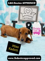 Miss Kadett 785-821-1920, a female Miniature Dachshund for sale in Arapahoe, CO – 10 of 10
