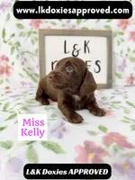 Miss Kelly 785-821-1920 LH, a female Miniature Dachshund for sale in Arapahoe, CO – 7 of 10