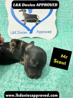 Mr Scout 785-821-1920, a male Miniature Dachshund for sale in Arapahoe, CO – 9 of 10