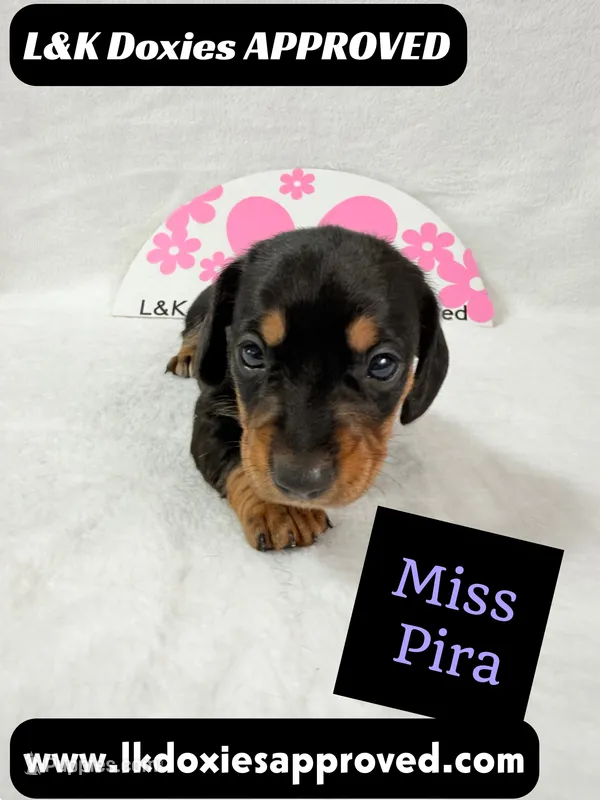 Miss Pira SH text 785-821-1920 – Miniature Dachshund puppy for sale in Arapahoe, CO