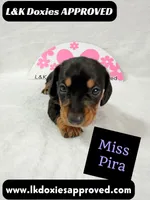 Miss Pira SH text 785-821-1920, a female Miniature Dachshund for sale in Arapahoe, CO – 1 of 10