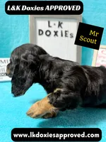 Mr Scout 785-821-1920, a male Miniature Dachshund for sale in Arapahoe, CO – 2 of 10