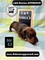 Mr Ej NO MEREL GENE SH, a male Miniature Dachshund for sale in Arapahoe, CO – 10 of 10