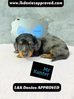 Mr Kantor 785-821-1920, a male Miniature Dachshund for sale in Arapahoe, CO – 8 of 10