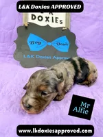 Mr Alfie 795-821-1920, a male Miniature Dachshund for sale in Arapahoe, CO – 8 of 10