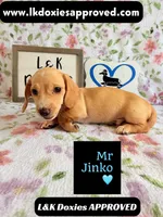 Mr Jinko SH , a male Miniature Dachshund for sale in Arapahoe, CO – 7 of 10