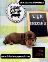 Mr Elon No Merle Genes SH, a male Miniature Dachshund for sale in Arapahoe, CO – 2 of 10