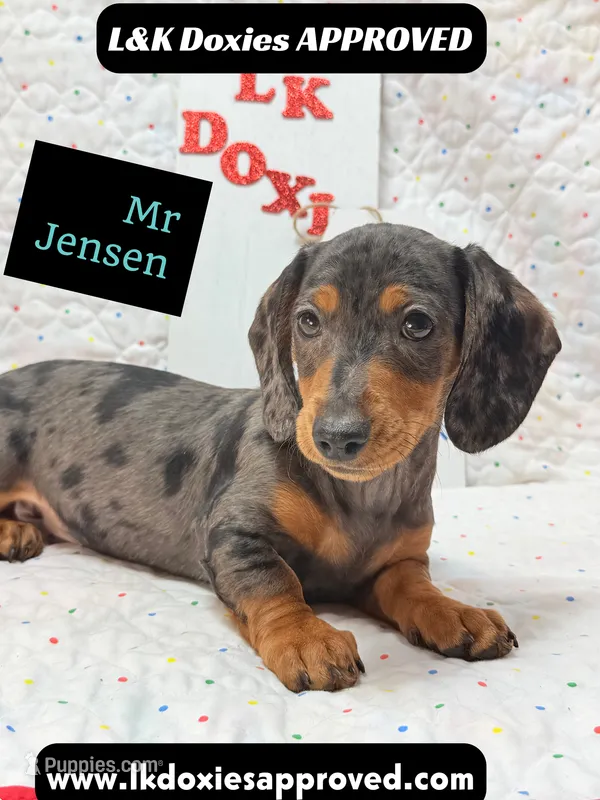 Mr Jenson 💙 – Miniature Dachshund puppy for sale in Arapahoe, CO