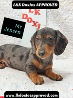 Mr Jenson 💙, a male Miniature Dachshund for sale in Arapahoe, CO – 1 of 10