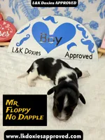 Mr Floppy NO DAPPLE, a male Miniature Dachshund for sale in Arapahoe, CO – Photo 9 of 10
