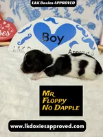 Mr Floppy NO DAPPLE, a male Miniature Dachshund for sale in Arapahoe, CO – Photo 3 of 10