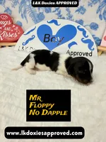 Mr Floppy NO DAPPLE, a male Miniature Dachshund for sale in Arapahoe, CO – Photo 1 of 10