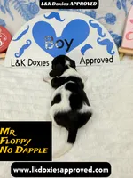 Mr Floppy NO DAPPLE, a male Miniature Dachshund for sale in Arapahoe, CO – Photo 8 of 10