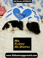 Mr Floppy NO DAPPLE, a male Miniature Dachshund for sale in Arapahoe, CO – Photo 2 of 10