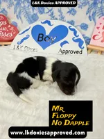 Mr Floppy NO DAPPLE, a male Miniature Dachshund for sale in Arapahoe, CO – Photo 10 of 10