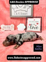 Miss Sasha Dapple LH , a female Miniature Dachshund for sale in Arapahoe, CO – 7 of 10