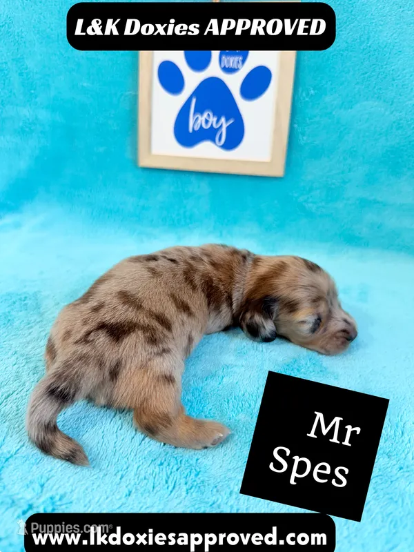 Mr Specs 785-821-1920 LH  – Miniature Dachshund puppy for sale in Arapahoe, CO