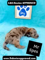 Mr Specs 785-821-1920 LH , a male Miniature Dachshund for sale in Arapahoe, CO – 1 of 10
