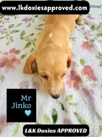 Mr Jinko SH , a male Miniature Dachshund for sale in Arapahoe, CO – 8 of 10