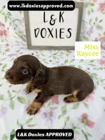 Miss Kaycee 785-821-1920, a female Miniature Dachshund for sale in Arapahoe, CO – 6 of 10