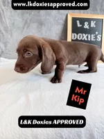 Mr. Kip 785-821-1920 SH, a male Miniature Dachshund for sale in Arapahoe, CO – 8 of 10