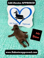 Mr Stew 785-821-1920, a male Miniature Dachshund for sale in Arapahoe, CO – 4 of 10
