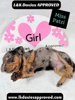 Miss Patzi DAPPLE text 785-821-1920, a female Miniature Dachshund for sale in Arapahoe, CO – 6 of 9
