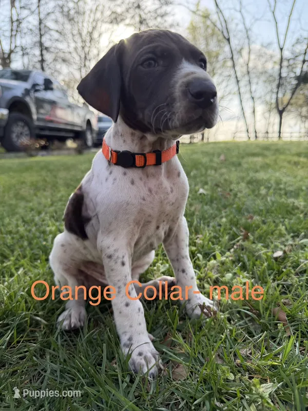 GSP- Orange  – German Shorthaired Pointer puppy for sale in Powhatan, VA