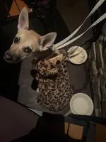 Canela, a female Manchester Terrier for sale in Stockton, CA – Photo 3 of 5