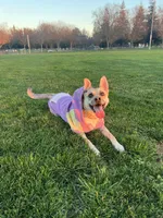 Canela, a female Manchester Terrier for sale in Stockton, CA – Photo 4 of 5