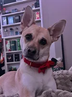 Canela, a female Manchester Terrier for sale in Stockton, CA – Photo 5 of 5