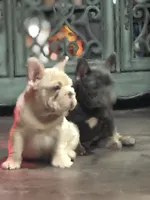 Sunny, a male French Bulldog for sale in Middletown, CT – Photo 8 of 8