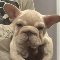 Sunny, a male French Bulldog for sale in Middletown, CT – Photo 1 of 8
