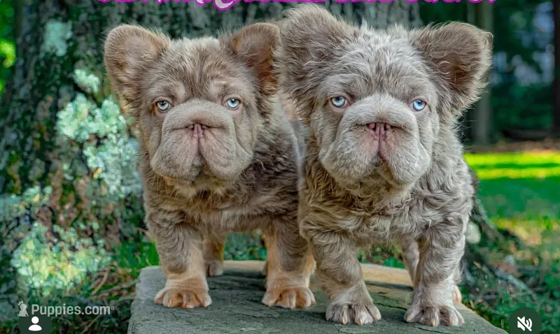 Sunny – French Bulldog puppy for sale in Middletown, CT