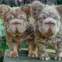 Sunny, a male French Bulldog for sale in Middletown, CT – Photo 2 of 8