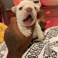 Sunny, a male French Bulldog for sale in Middletown, CT – Photo 7 of 8